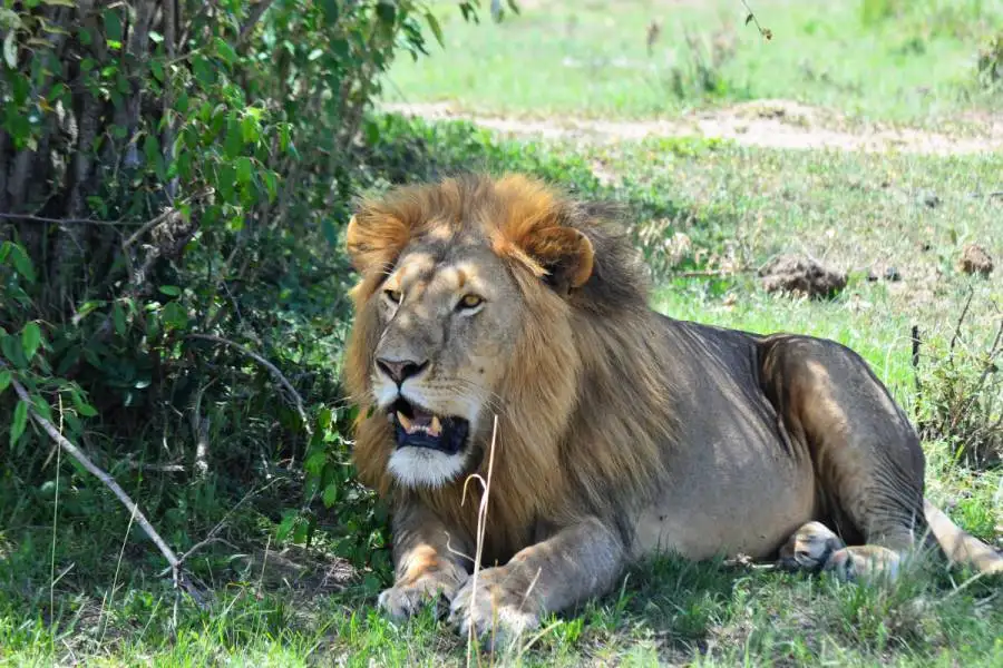 History in the Making: Nairobi to Host the 2029 World Athletics Championships and Why It's Your Ultimate Cue for an African Safari