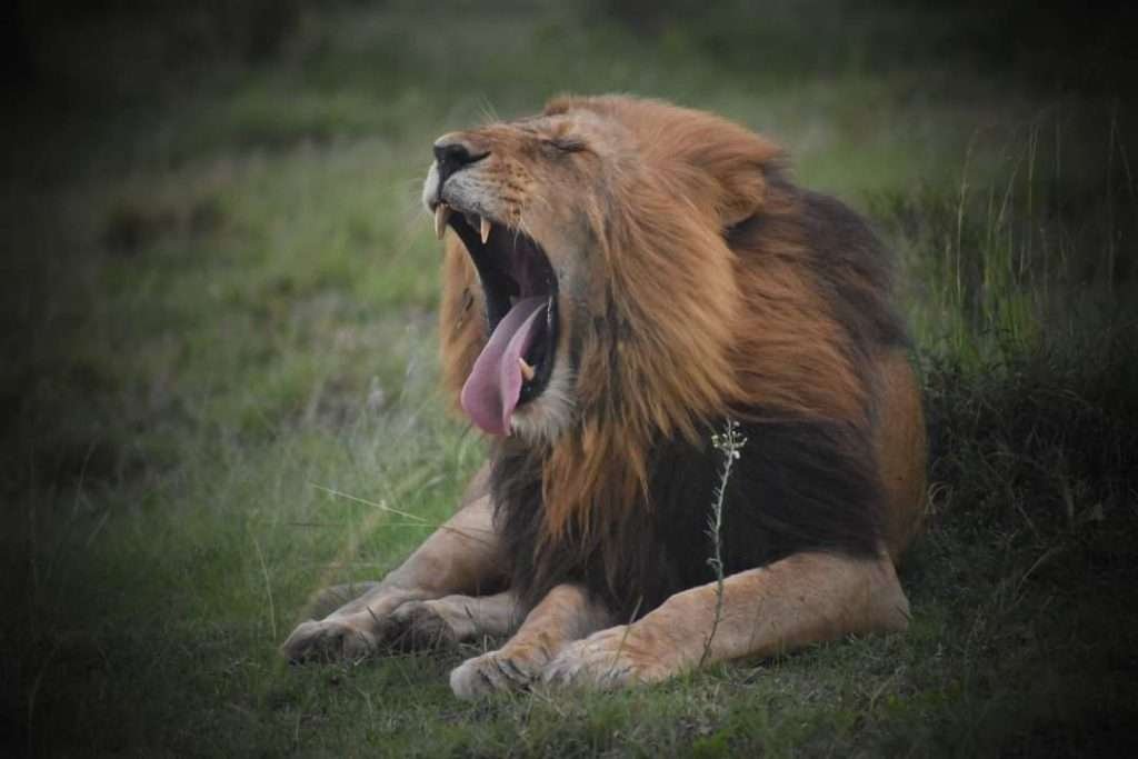 FB_IMG_1689238907635-1024x683 Beyond the Mara: Discovering Kenya’s True Safari Secret