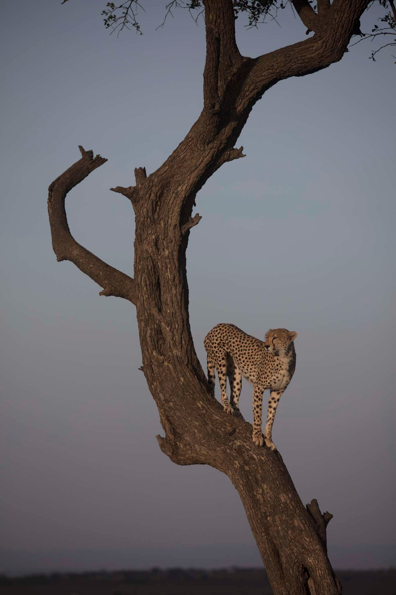 Cheetah-on-a-tree Destinations