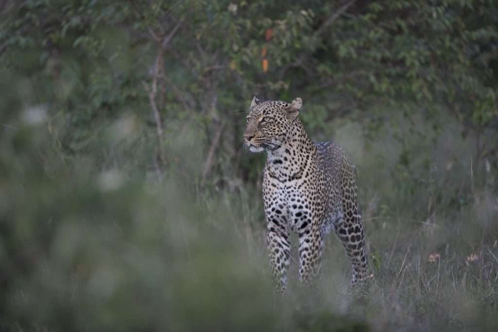 Leopard-1024x683 Experience the Magic of East Africa: The Ultimate Safari and Holiday Adventure with Sunup Adventures
