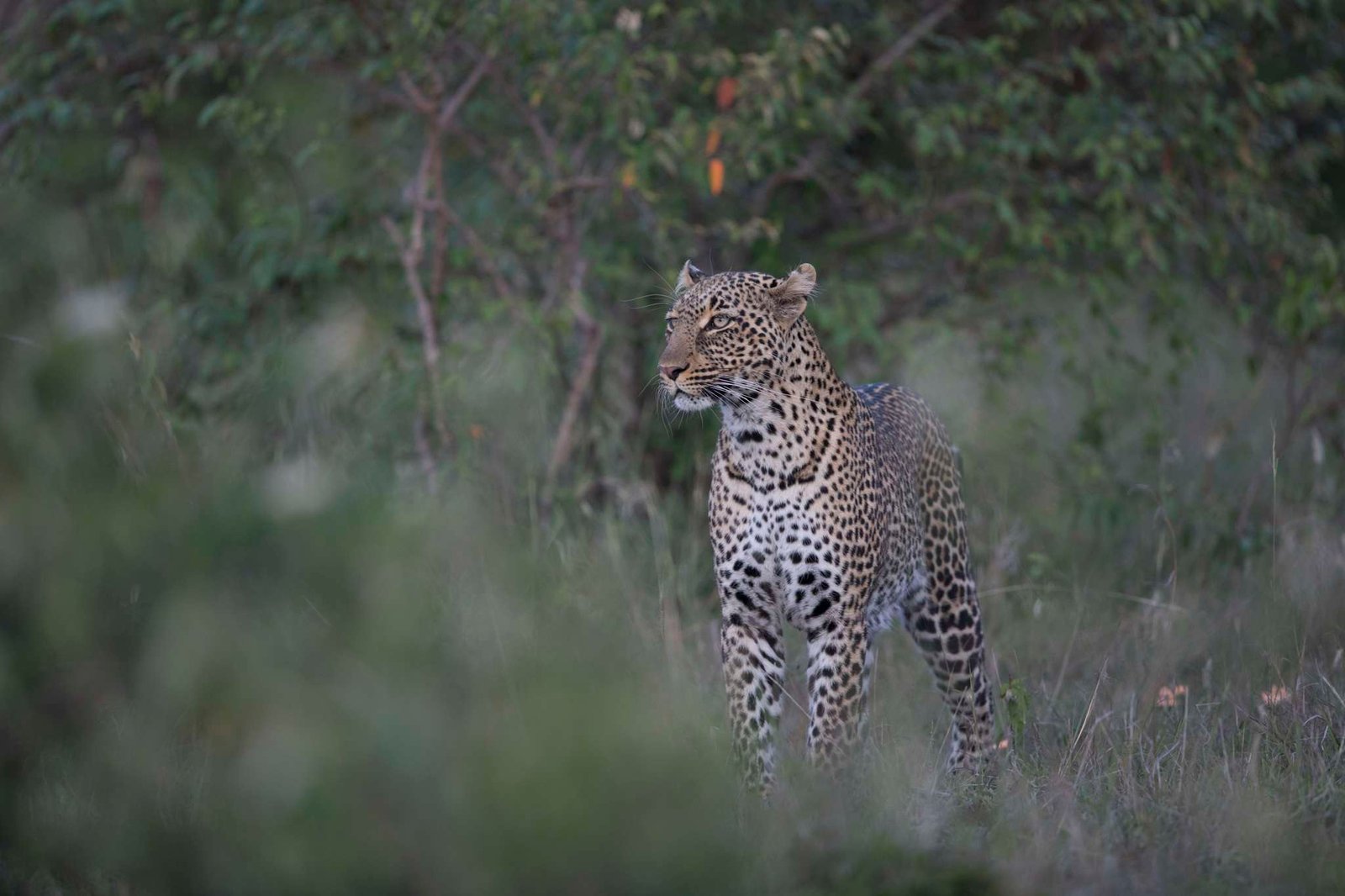 Leopard Our Blog