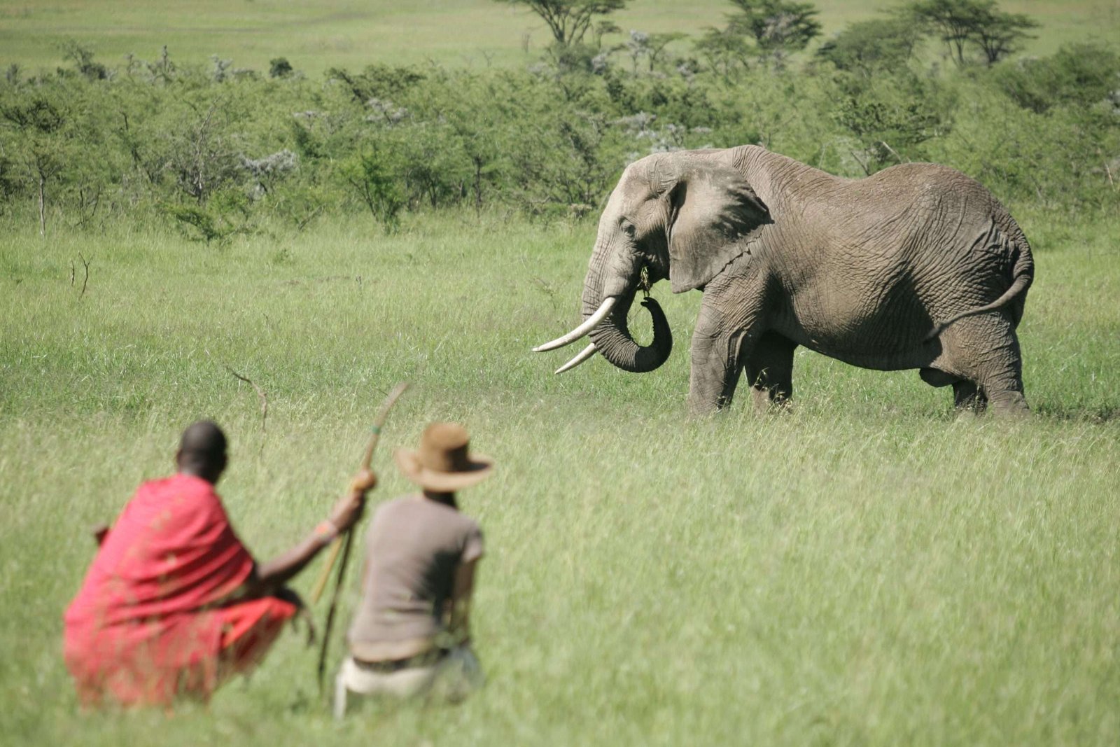 Naboisho-Camp-walking-safari-elephant-2-scaled Our Blog