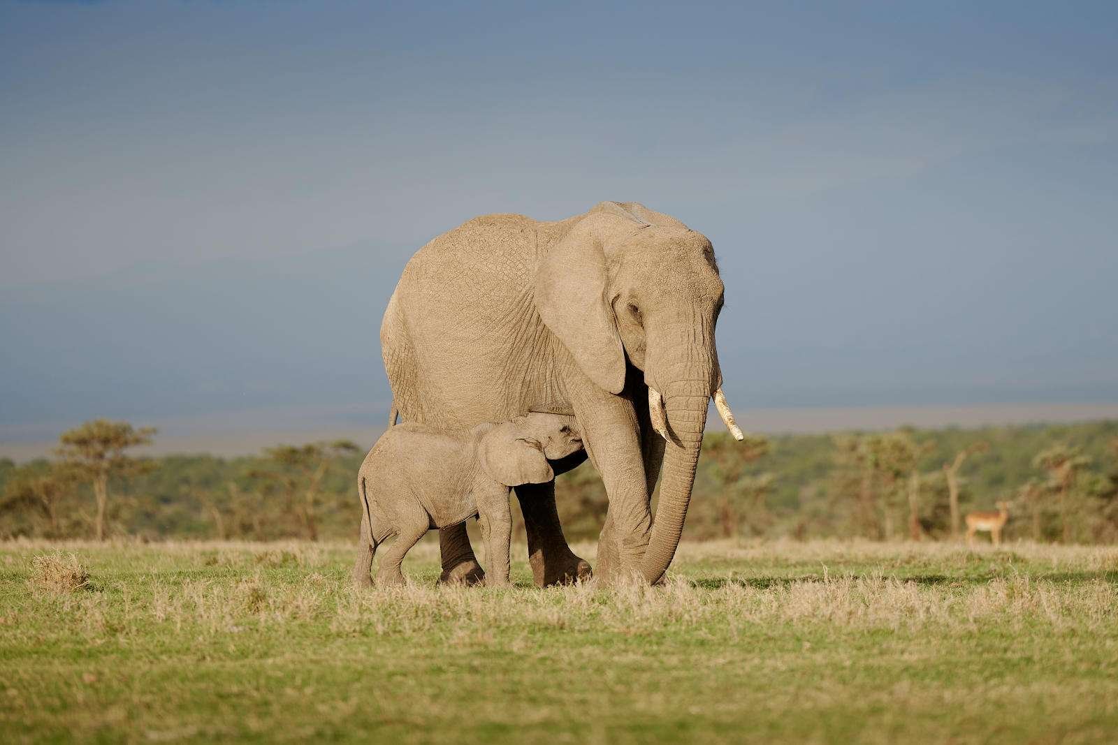 preview-4 2 Days: Amboseli National Park Safari