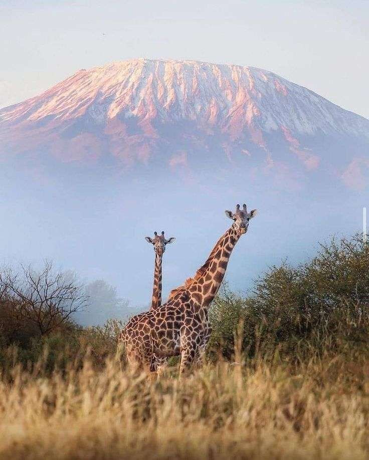 Giraffes-and-backdrop-of-Mount-Kilimanjaro-Sunup-Adventures Tour to Kenya 2027: The Ultimate Guide to Planning Your Big Five Safari Adventure