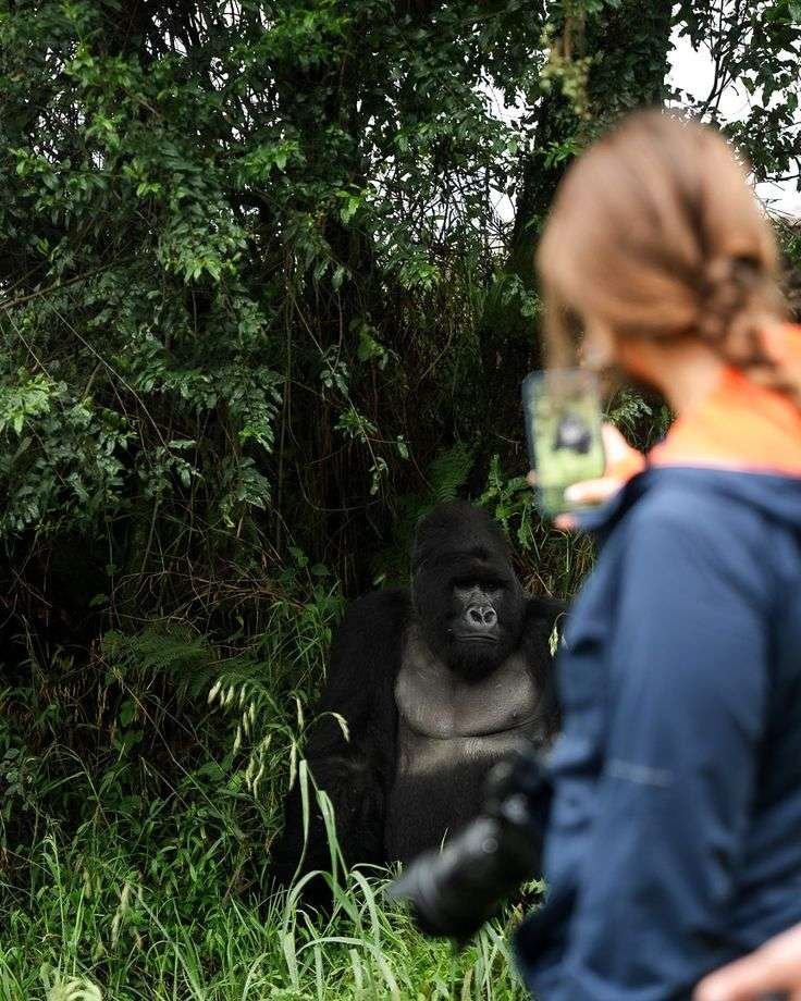 Gorilla-Trekking-in-Uganda-with-Sunup-Adventures-1 Destinations