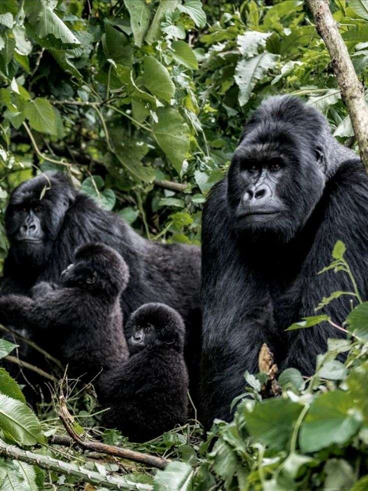 Gorilla-Trekking-in-Uganda-with-Sunup-Adventures-5 Destinations