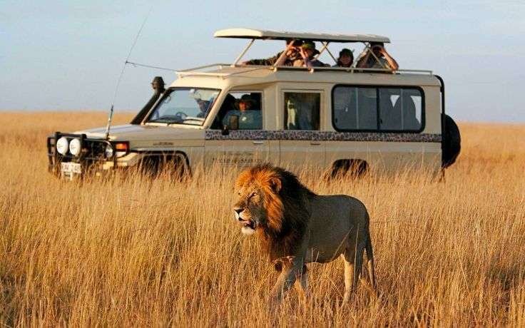 Sunup-Adventures-Masai-Mara-game-drives-lion 9 DAYS KENYA WILDLIFE TOUR: MASAI MARA, LAKE NAKURU, LAKE NAIVASHA, AMBOSELI & TSAVO