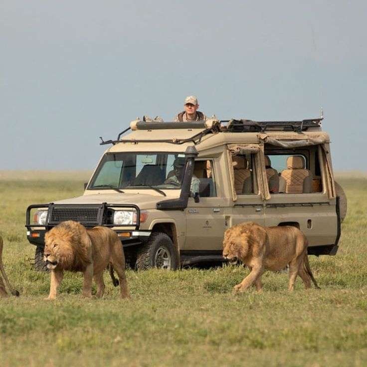 Sunup-Adventures-Masai-Mara-game-drives-lions 8 Days: Kenya Safari Big Cats