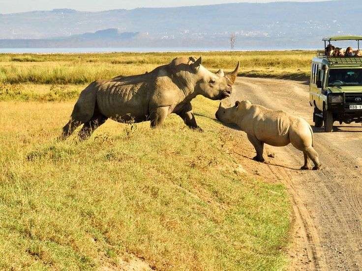Sunup-Adventures-Ol-Pejeta-Conservancy-rhinos 5-Days: Ol Pejeta, Lake Naivasha & Masai Mara