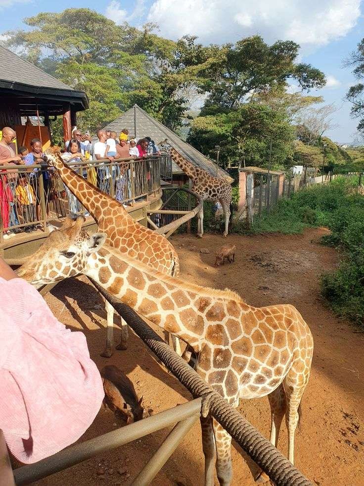Feeding-giraffes-at-Giraffe-Centre-Nairobi-Sunup-Adventures-2 Kenya Safari Tours from Nairobi: Ultimate Guide & Packages | Sunup Adventures