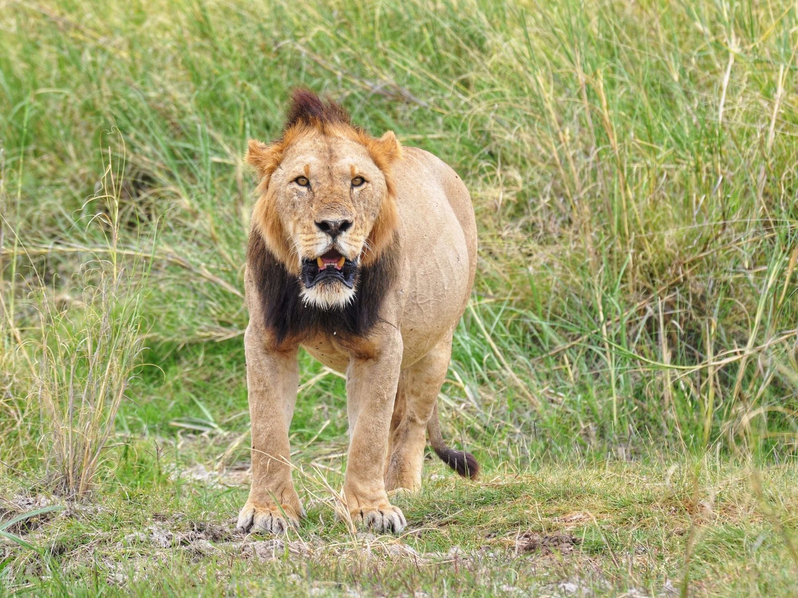 Lion-sighting-East-Africa-Safari-Sunup-Adventures-scaled Our Blog