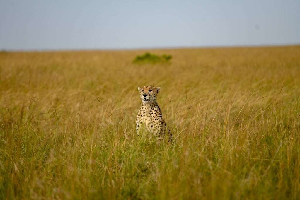Cheetah-Sightingc-Masai-Mara-Sunup-Adventures-Kenya-1024x683 Why You Should Always Arrive in Nairobi at Least a Day Before Your Safari