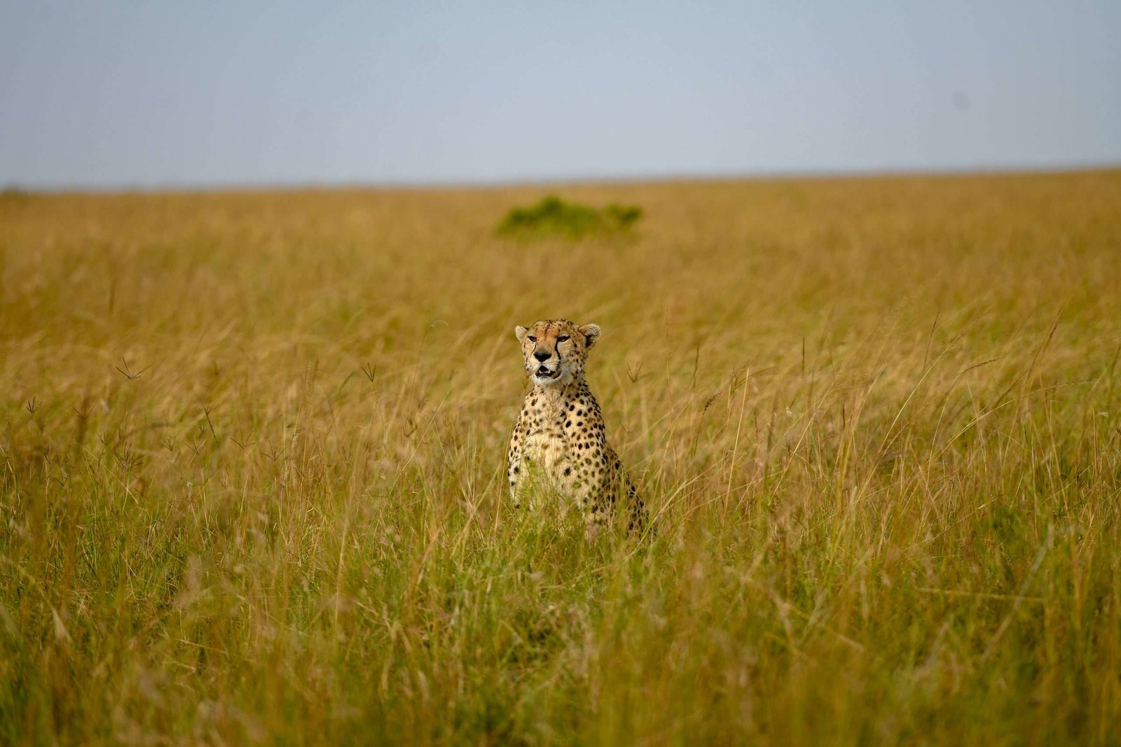 Cheetah-Sightingc-Masai-Mara-Sunup-Adventures-Kenya-scaled Our Blog